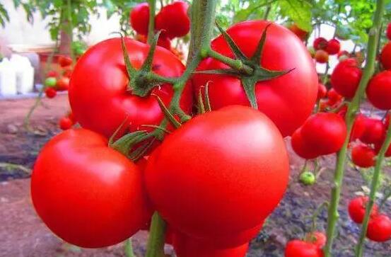 男人吃番茄有哪些好处 男人吃番茄有哪些好处